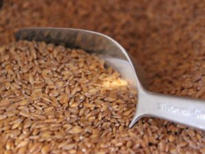 Epicerie, Sans gluten, petit épeautre