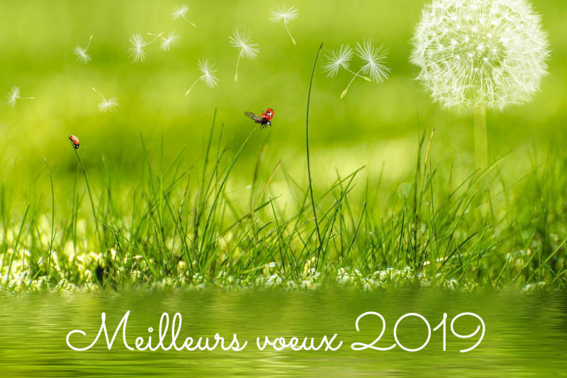 Voeux tootopoids 2019